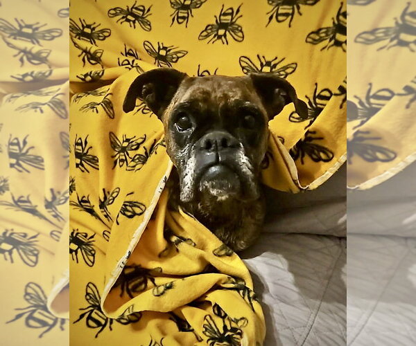 Medium Photo #4 Boxer Puppy For Sale in Dumont, NJ, USA