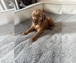 Small Photo #1 Irish Setter Puppy For Sale in SEQUIM, WA, USA