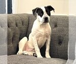 Small Photo #1 Boxer-Unknown Mix Puppy For Sale in Wakefield, RI, USA