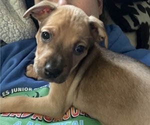 Boxer Puppy for sale in PUYALLUP, WA, USA