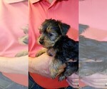 Small Photo #6 Yorkshire Terrier Puppy For Sale in ARLINGTON, TX, USA