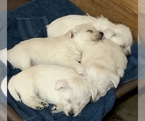 West Highland White Terrier Puppy for sale in TOLLHOUSE, CA, USA