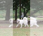 Small Photo #27 Great Pyrenees Puppy For Sale in Spring, TX, USA