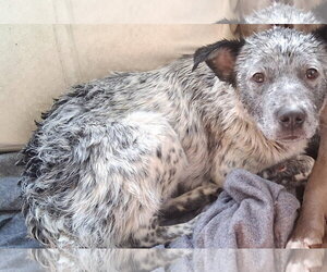 Pop Tart - Female Mutt Dog for Adoption - Photo #4