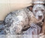Small Photo #4 Mutt Puppy For Sale in Pacific grove , CA, USA