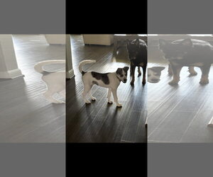 Great Dane-Unknown Mix Dogs for adoption in The Woodlands, TX, USA