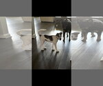 Small Great Dane Mix