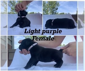 Cane Corso Puppy for sale in MANTON, MI, USA