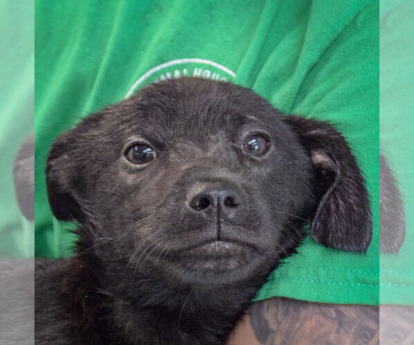 Medium Photo #6 German Shepherd Dog-Unknown Mix Puppy For Sale in Huntley, IL, USA