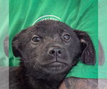 Small #5 German Shepherd Dog Mix