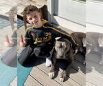Small #21 American Staffordshire Terrier Mix
