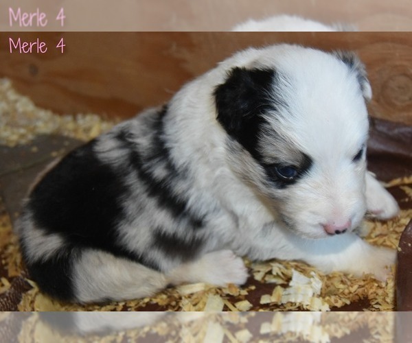 Medium Photo #4 Border Collie Puppy For Sale in WHITE SALMON, WA, USA