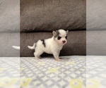 Small Photo #2 American Bully-Pomsky Mix Puppy For Sale in DRACUT, MA, USA