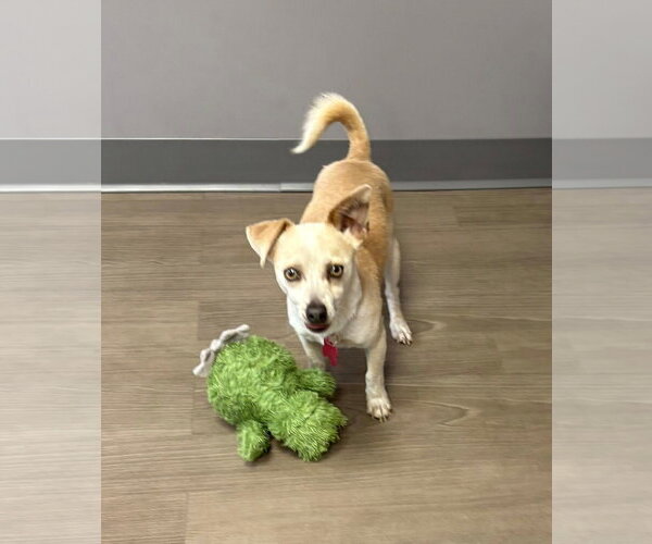Medium Photo #1 Chihuahua-Unknown Mix Puppy For Sale in bloomington, IL, USA