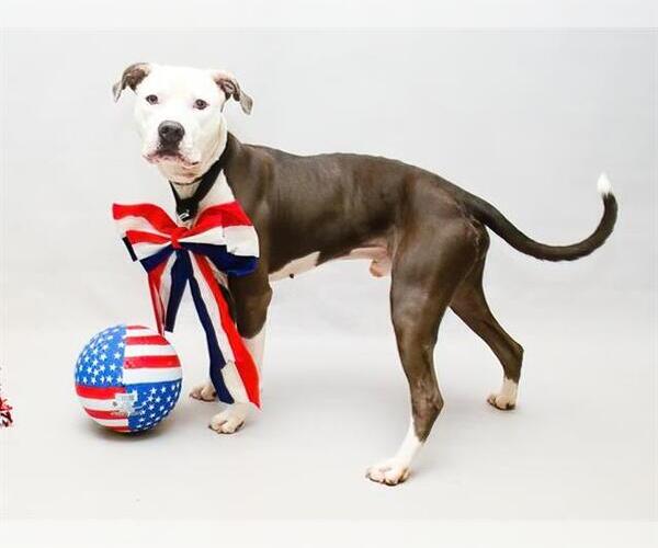 Medium Photo #1 American Pit Bull Terrier-Unknown Mix Puppy For Sale in Sanford, FL, USA