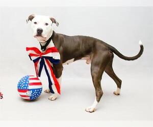 American Pit Bull Terrier-Unknown Mix Dogs for adoption in Sanford, FL, USA