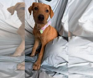 Labrador Retriever-Unknown Mix Dogs for adoption in NYC, NY, USA