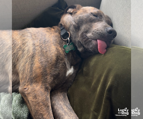 Medium Photo #12 Boxer-Unknown Mix Puppy For Sale in Washington, DC, USA