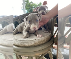 American Pit Bull Terrier Puppy for Sale in AURORA, Colorado USA
