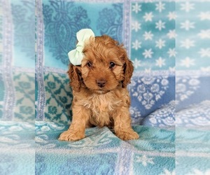 Cocker Spaniel-Poodle (Miniature) Mix Puppy for sale in BIRD IN HAND, PA, USA