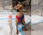 Small #1 Chihuahua Mix
