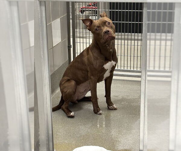 Medium Photo #1 Mutt Puppy For Sale in Las Vegas, NV, USA