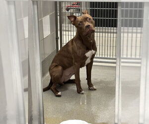 Mutt Dogs for adoption in Las Vegas, NV, USA