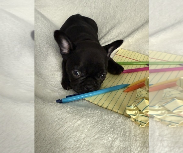 Medium Photo #10 French Bulldog Puppy For Sale in OPP, AL, USA