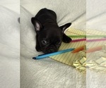 Small #9 French Bulldog