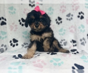 Cavapoo Puppy for sale in LAKELAND, FL, USA