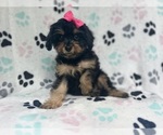 Small Cavapoo