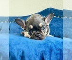 Small #8 French Bulldog