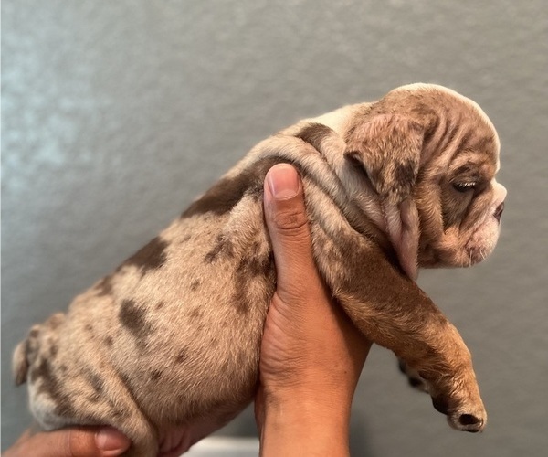 Medium Photo #4 Bulldog Puppy For Sale in MERCED, CA, USA