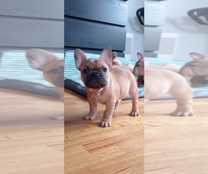 French Bulldog Puppy for sale in Budapest, Budapest, Hungary