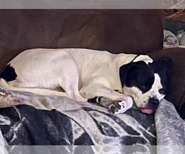 Medium Photo #8 Mutt Puppy For Sale in Marine City, MI, USA