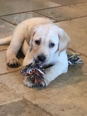 Labrador Retriever Puppy for sale in WEATHERFORD, TX, USA