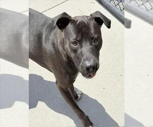 Mutt Dogs for adoption in Tulsa, OK, USA