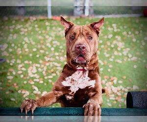 Chinese Shar-Pei-Unknown Mix Dogs for adoption in Orlando, FL, USA