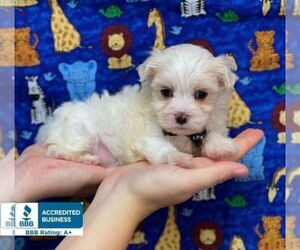Maltese Puppy for sale in WINNSBORO, LA, USA