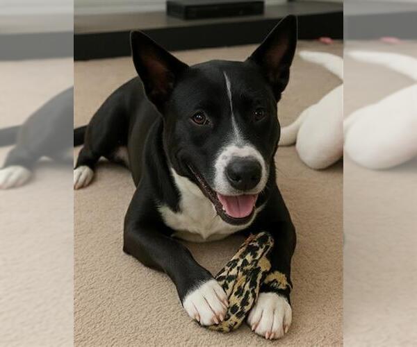 Medium Photo #2 American Pit Bull Terrier-Unknown Mix Puppy For Sale in Las Vegas, NV, USA