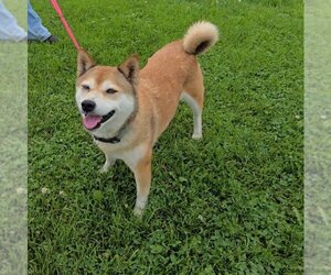 Shiba Inu Dogs for adoption in Minneapolis, MN, USA