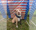 Small #18 American Pit Bull Terrier-American Staffordshire Terrier Mix