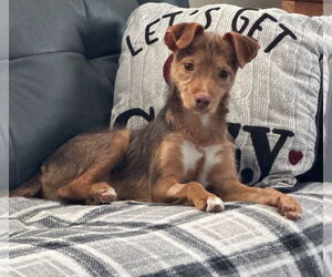Chihuahua-Unknown Mix Dogs for adoption in Lebanon, PA, USA