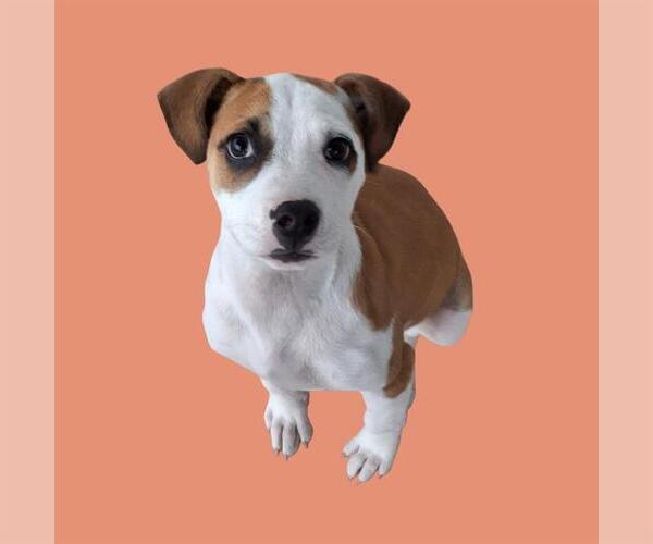 Medium Photo #1 Mutt Puppy For Sale in Bakersfield, CA, USA