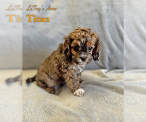 Cavapoo Puppy for sale in PLEASANT HOPE, MO, USA