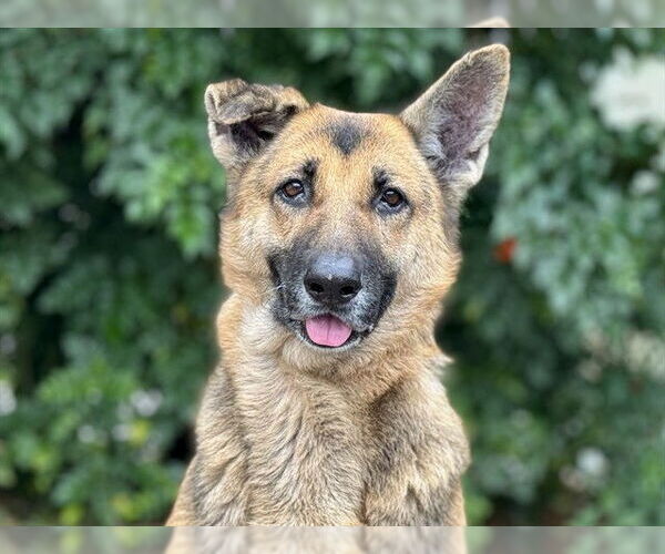 Medium Photo #2 German Shepherd Dog Puppy For Sale in Tavares, FL, USA