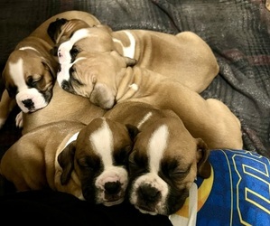 Boxer Puppy for sale in RIALTO, CA, USA