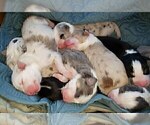 Small Photo #30 Australian Shepherd Puppy For Sale in HERNANDO, MS, USA