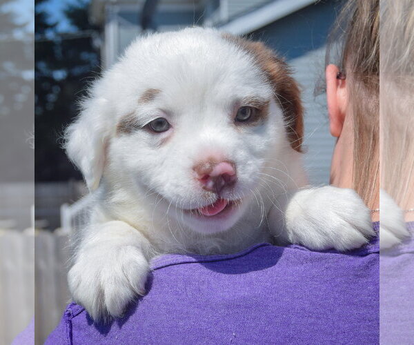 Medium Photo #5 American Staffordshire Terrier-Boston Terrier Mix Puppy For Sale in Huntley, IL, USA