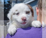 Small #4 American Staffordshire Terrier-Boston Terrier Mix